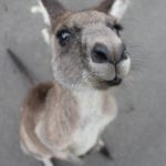 【体験談】オーストラリアに住みたくない・住めない理由5選！